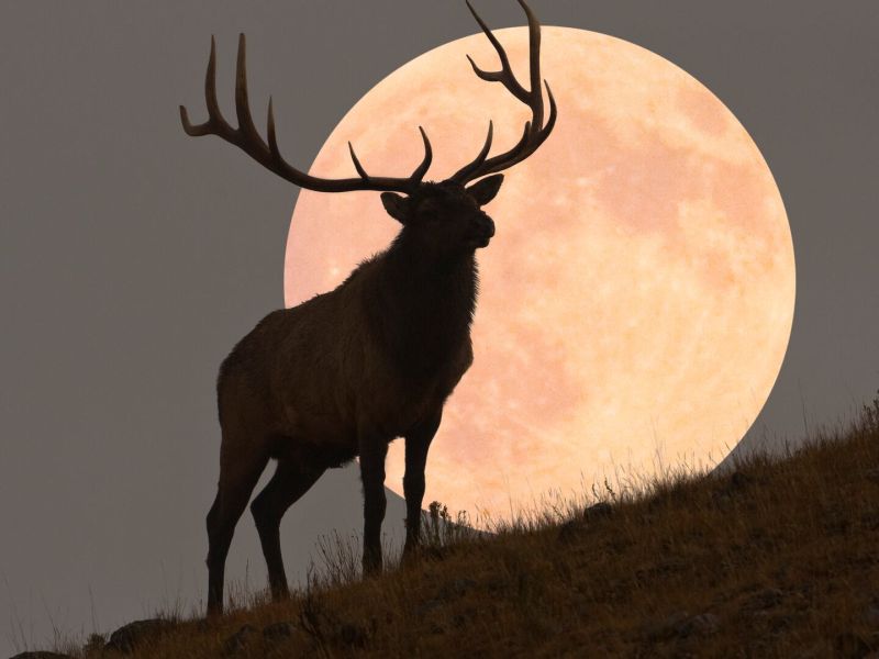 Luna de Ciervo 2025: ¿por qué se le llama así al fenómeno astronómico de julio?