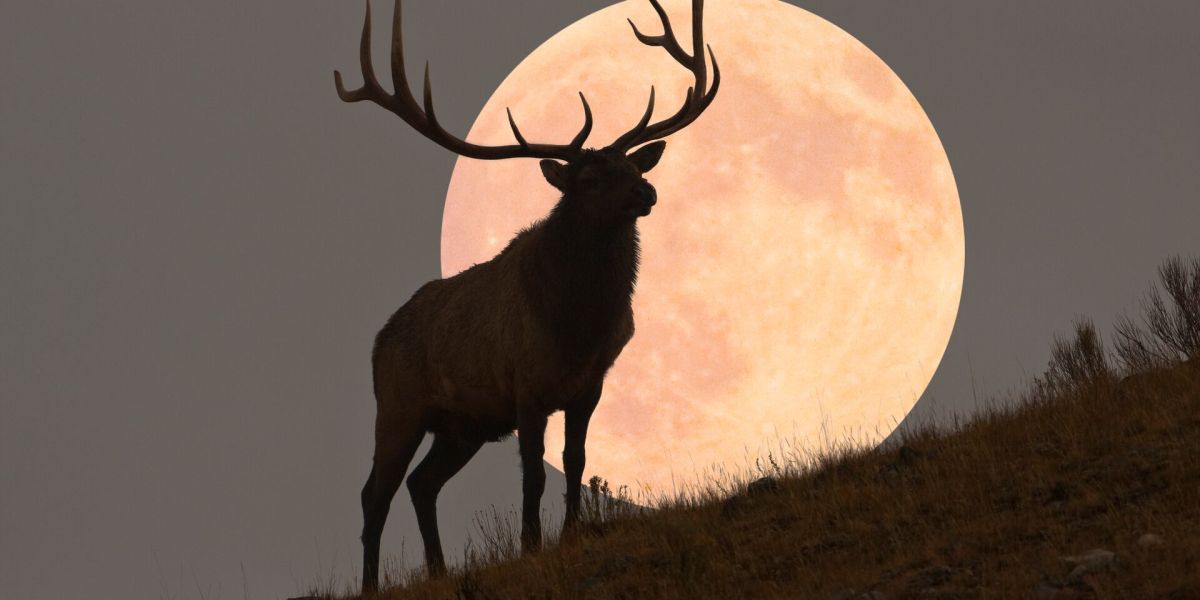 Luna de Ciervo 2025: ¿por qué se le llama así al fenómeno astronómico de julio?