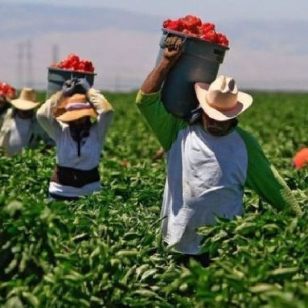 Migrantes mexicanos contribuyen con 8 % del PIB estadounidense