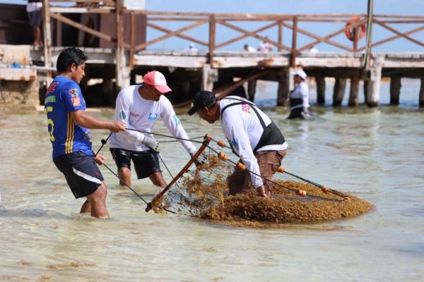 Sargazo en Caribe mexicano, desafío permanente