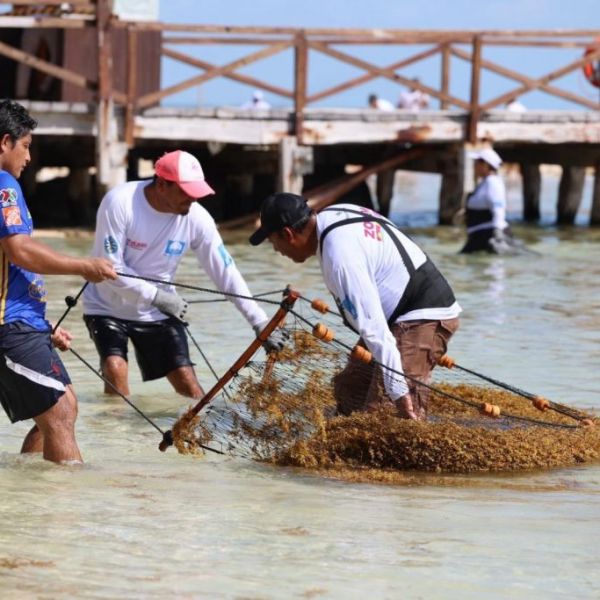 Sargazo en Caribe mexicano, desafío permanente
