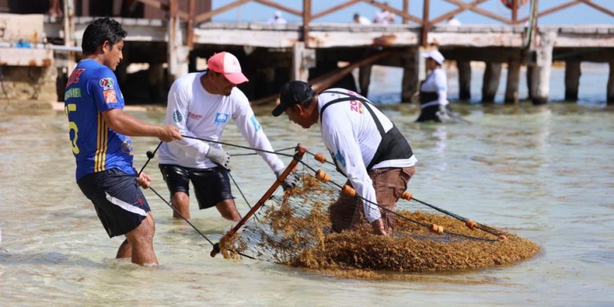Sargazo en Caribe mexicano, desafío permanente