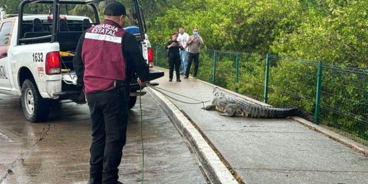 Preparan ‘caza’ estatal de cocodrilos; dejarían de estar bajo protección