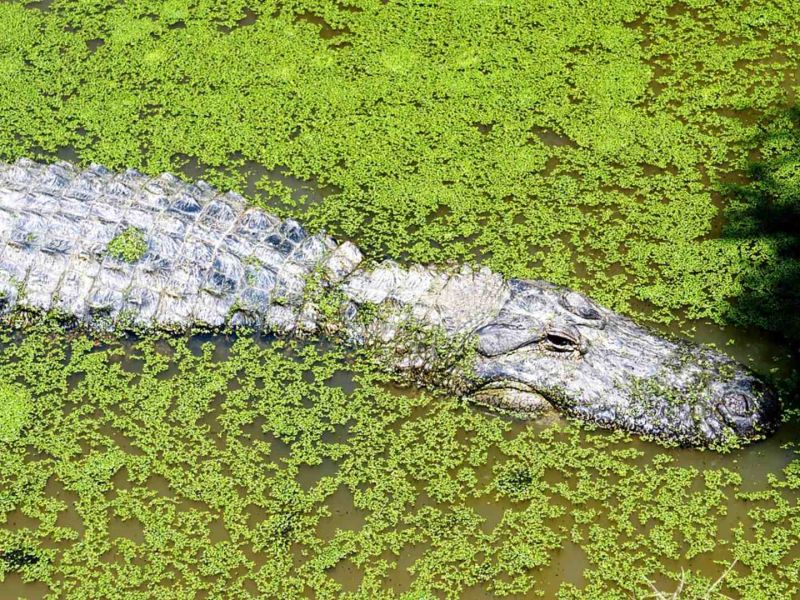 Pescador resulta gravemente herido tras ataque de cocodrilo en laguna de Altamira