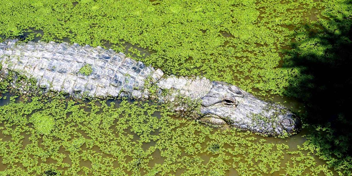 Pescador resulta gravemente herido tras ataque de cocodrilo en laguna de Altamira