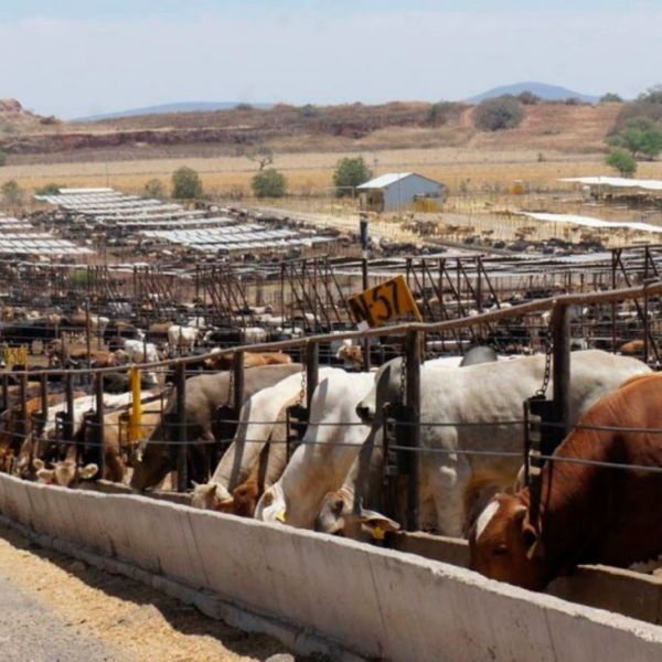 CNA confía en pronta reapertura de exportaciones de ganado a EU