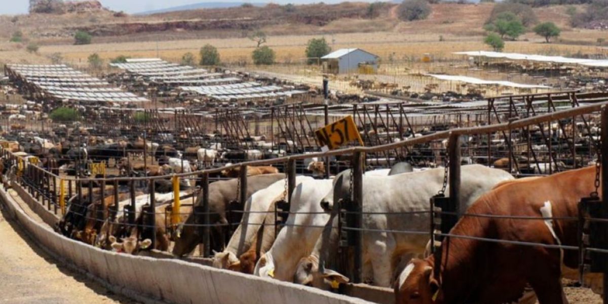 CNA confía en pronta reapertura de exportaciones de ganado a EU