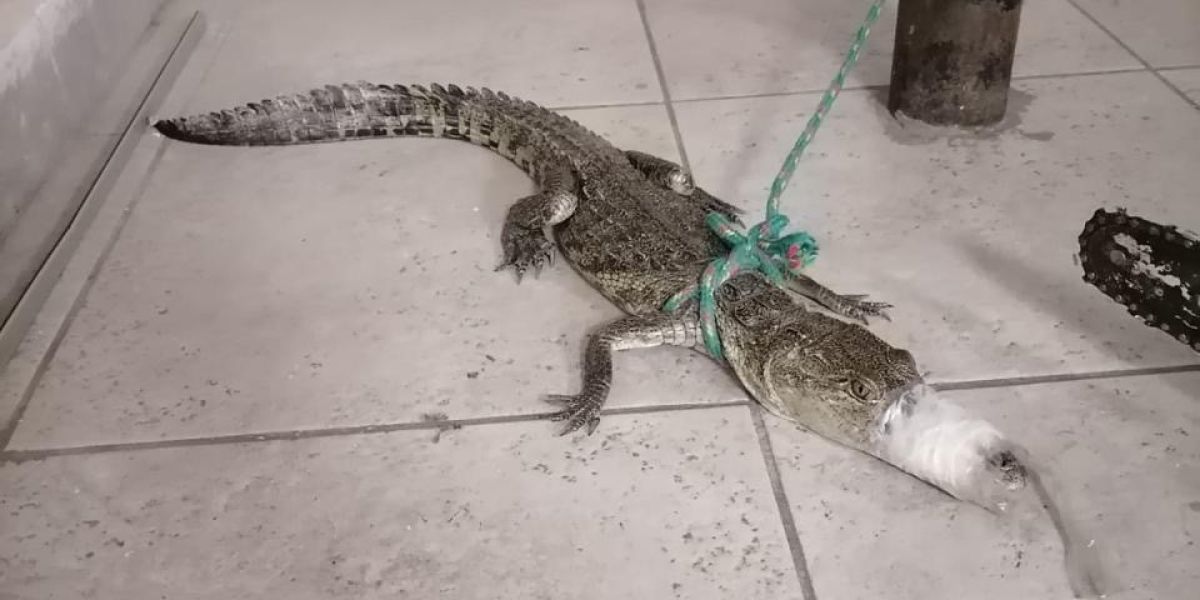 Capturan otro lagarto; también paseaba en la laguna