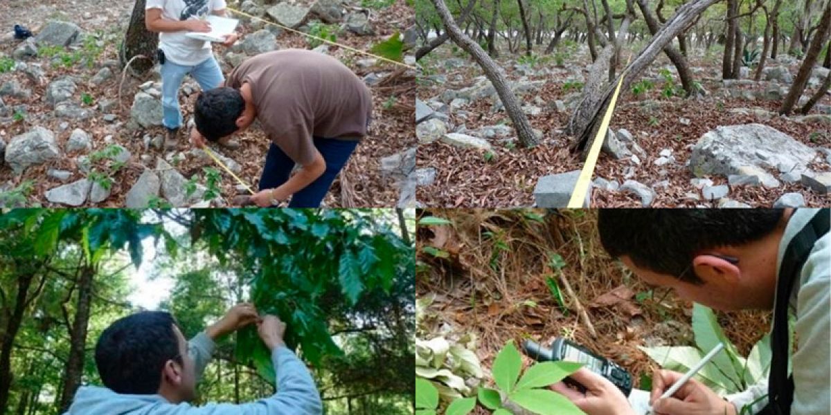 Busca la UAT conservar bosques de encino con tecnología geoespacial