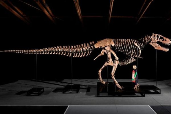 “Gus”, uno de los esqueletos de tiranosaurio más grandes encontrados, podría subastarse por hasta 30 mdd