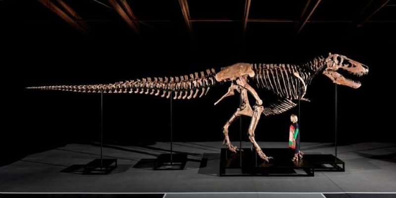 “Gus”, uno de los esqueletos de tiranosaurio más grandes encontrados, podría subastarse por hasta 30 mdd