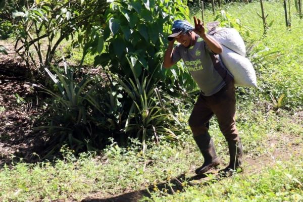 Migrantes haitianos, cubanos y venezolanos encuentran empleo en la cosecha de café en Chiapas