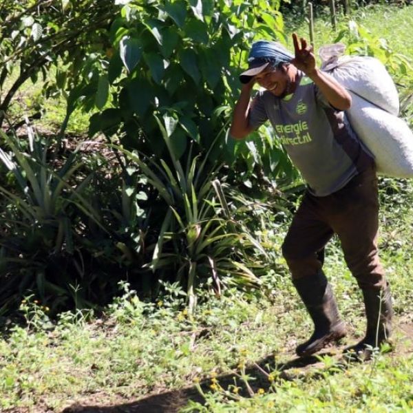 Migrantes haitianos, cubanos y venezolanos encuentran empleo en la cosecha de café en Chiapas