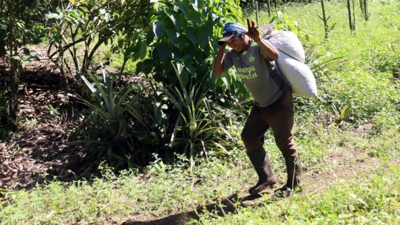 Migrantes haitianos, cubanos y venezolanos encuentran empleo en la cosecha de café en Chiapas
