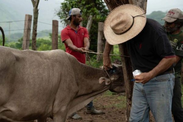 Detectan en Veracruz ocho casos de miasis por gusano barrenador en humano