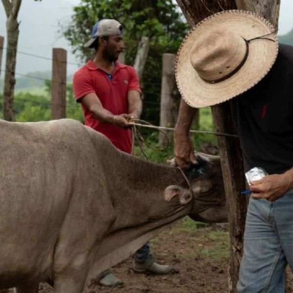Detectan en Veracruz ocho casos de miasis por gusano barrenador en humano