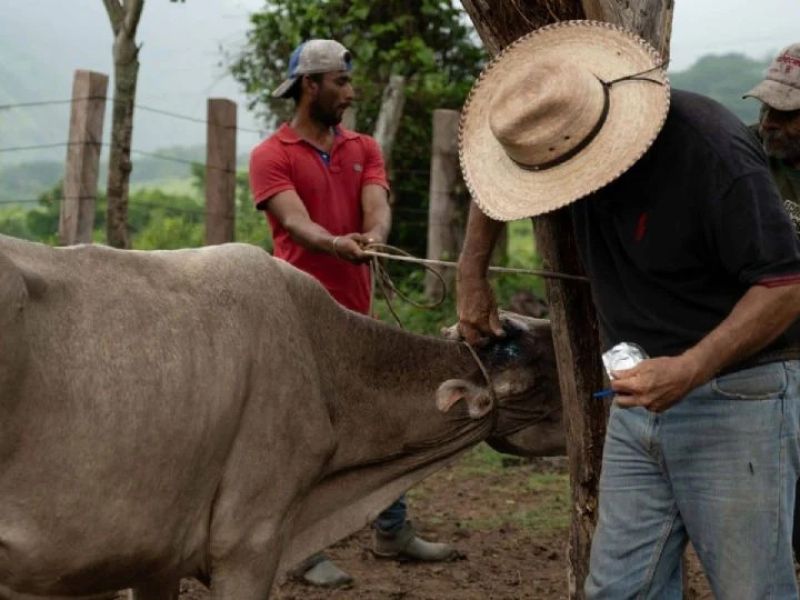 Detectan en Veracruz ocho casos de miasis por gusano barrenador en humano