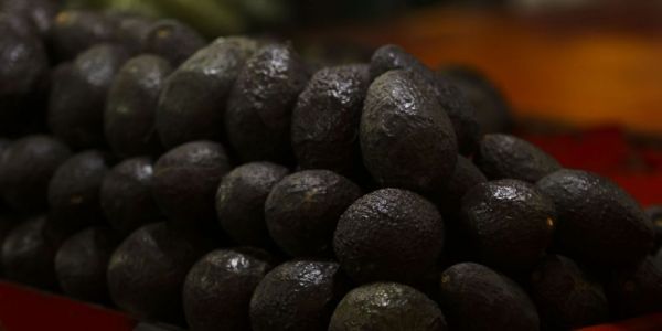 EU reanuda operaciones para exportación de aguacate en Michoacán