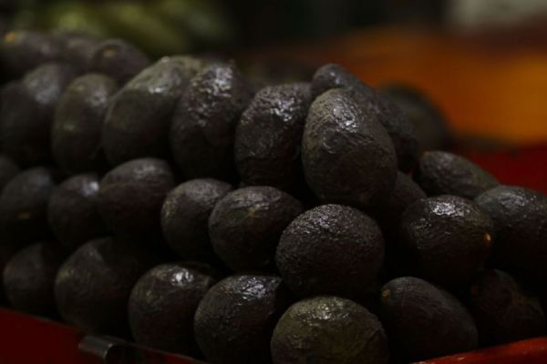 EU reanuda operaciones para exportación de aguacate en Michoacán