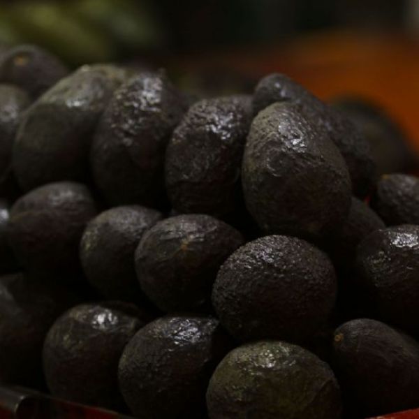 EU reanuda operaciones para exportación de aguacate en Michoacán