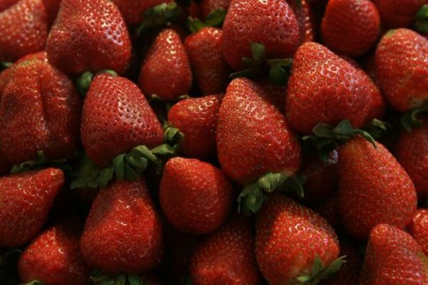 EU plantea imponer cuotas de hasta 5.28% a las fresas mexicanas