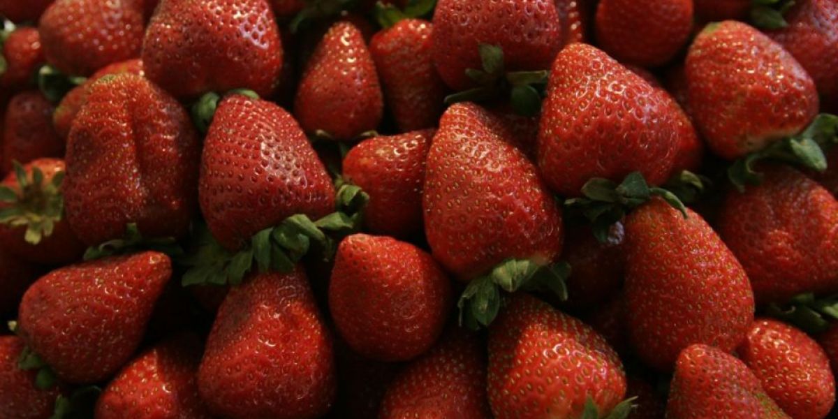 EU plantea imponer cuotas de hasta 5.28% a las fresas mexicanas