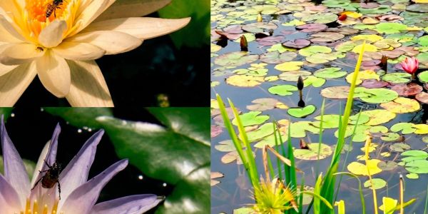 Colabora UAT en la conservación de humedales y ecosistemas acuáticos