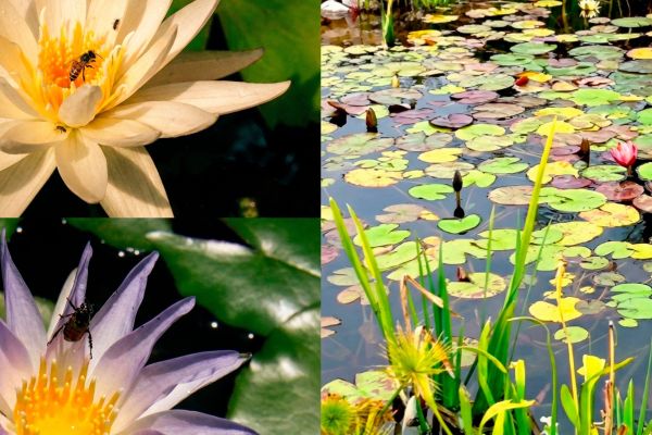 Colabora UAT en la conservación de humedales y ecosistemas acuáticos