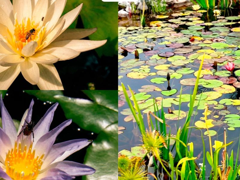 Colabora UAT en la conservación de humedales y ecosistemas acuáticos