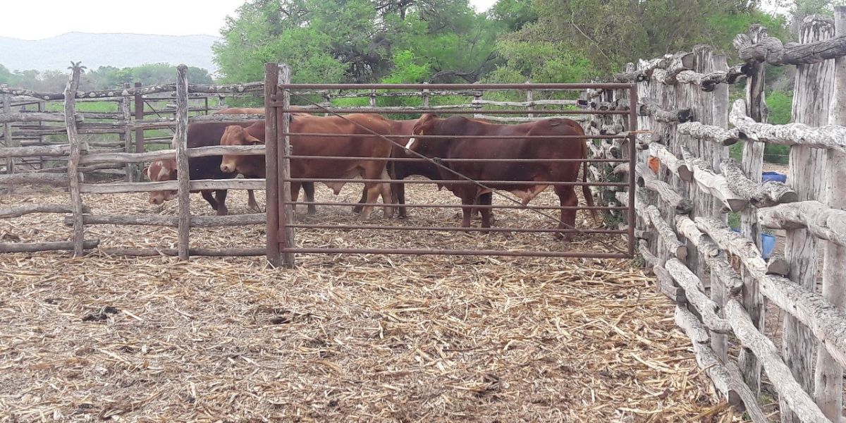 ‘Hacen fila’ más de 20 mil  becerros para exportarse