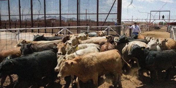 Extendería Estados Unidos cierre a ganado hasta 2026 