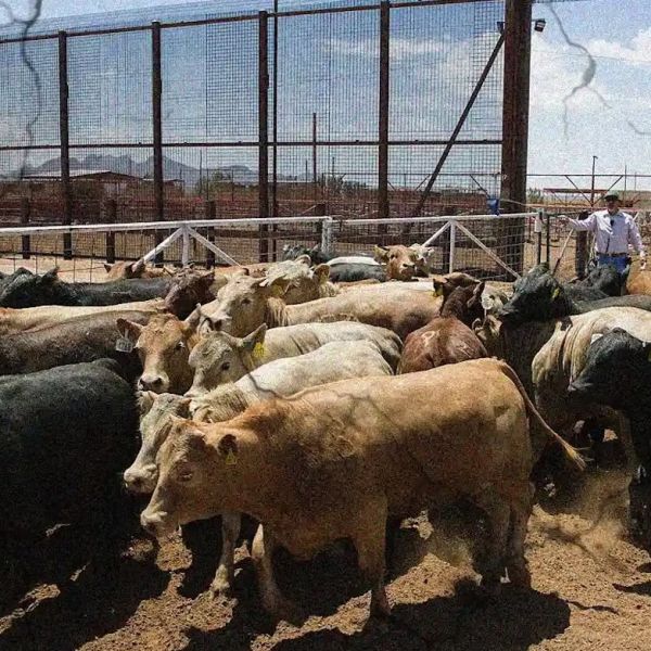 Reabrirá EE. UU. su frontera al ganado mexicano; inicia el 7 de julio
