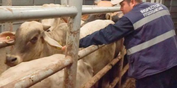 Casos de gusano barrenador en ganado mexicano bajan 18.5%: Senasica
