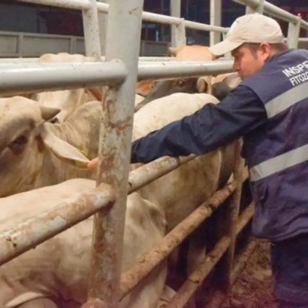 Casos de gusano barrenador en ganado mexicano bajan 18.5%: Senasica