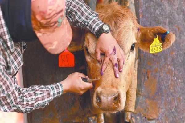 Renuevan estrategia para enfrentar el gusano barrenador