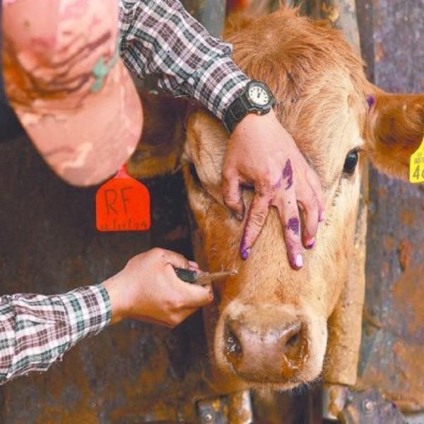 Confirma Salud primera muerte humana por gusano barrenador del ganado