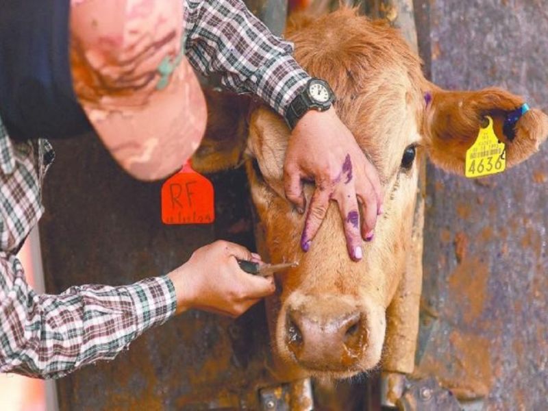 Renuevan estrategia para enfrentar el gusano barrenador