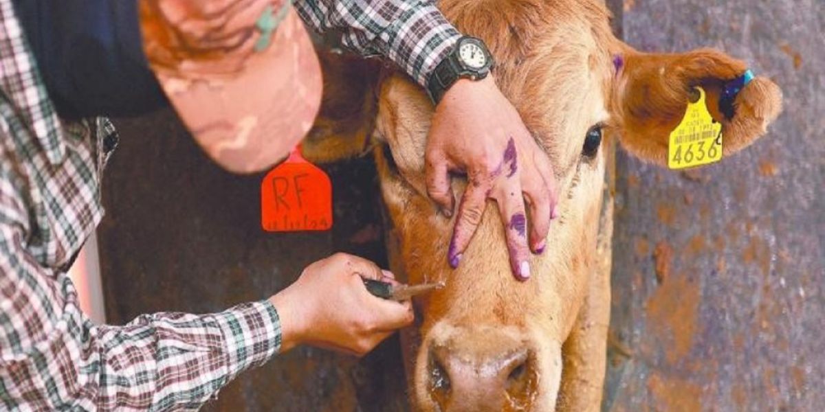 Confirma Salud primera muerte humana por gusano barrenador del ganado