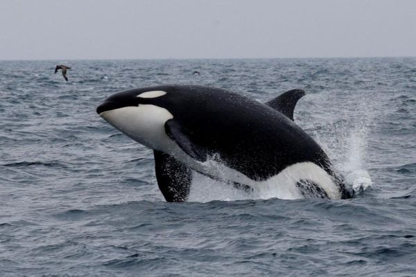 Indígenas de Nueva Zelanda piden otorgar derechos humanos a las ballenas