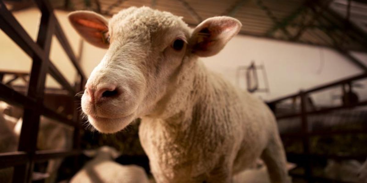 Sentencia histórica: Prohíben sacrificio de animales para rituales religiosos