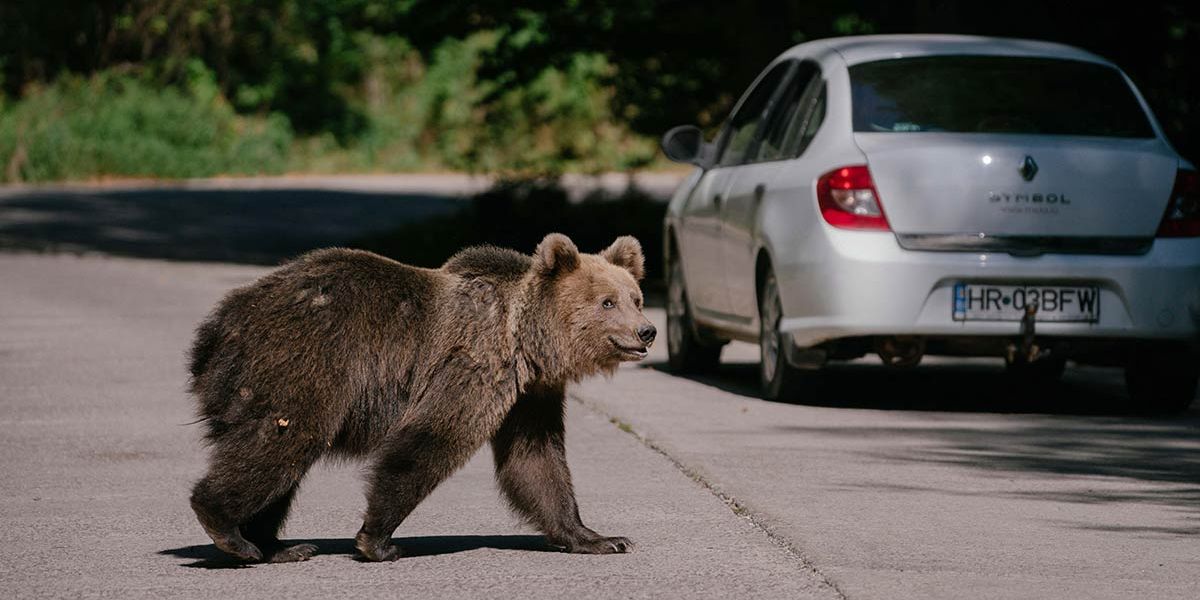 Ataque a excursionista desata cacería de osos en Rumania