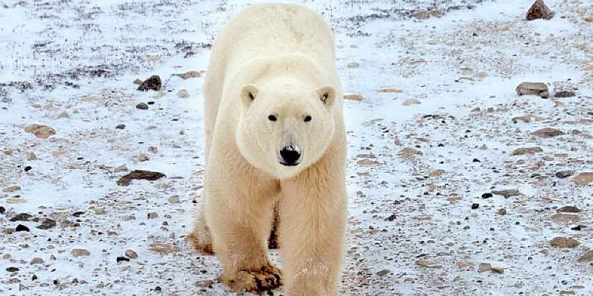 Prende alerta la muerte de oso polar por gripe aviar