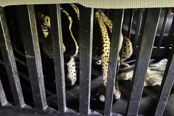 Resguardan a jaguar rescatado tras quedar atrapado en una trampa