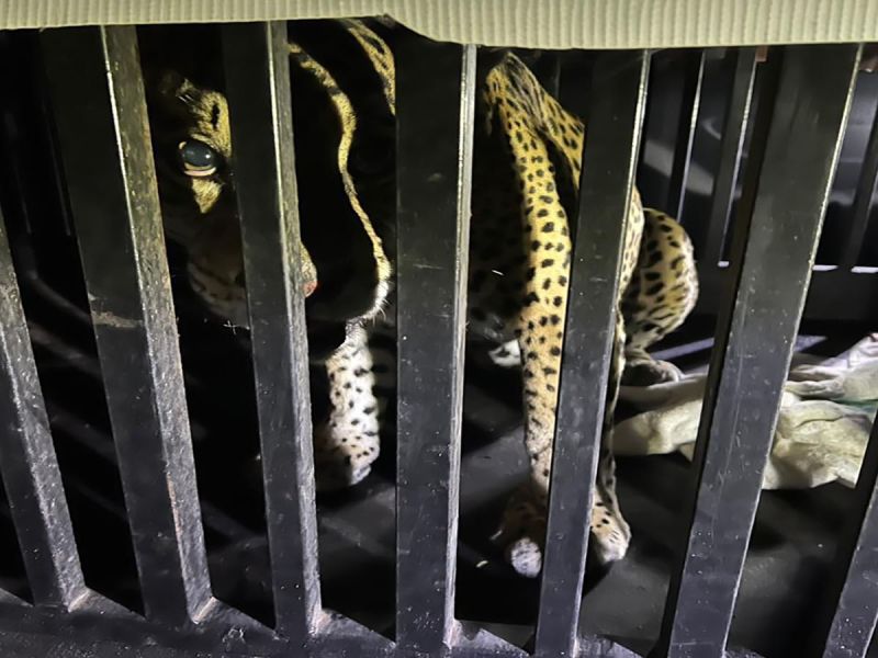 Resguardan a jaguar rescatado tras quedar atrapado en una trampa