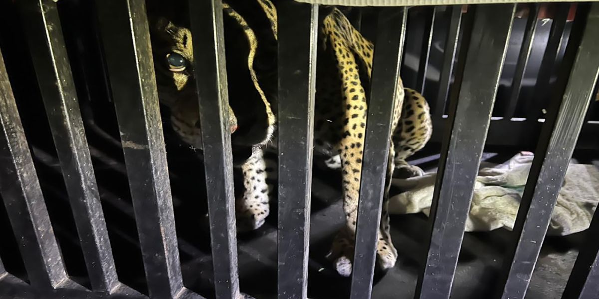 Resguardan a jaguar rescatado tras quedar atrapado en una trampa