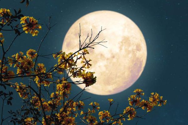 Doble fenómeno celestial; La Luna de Flores y Microluna brillarán este 12 de mayo