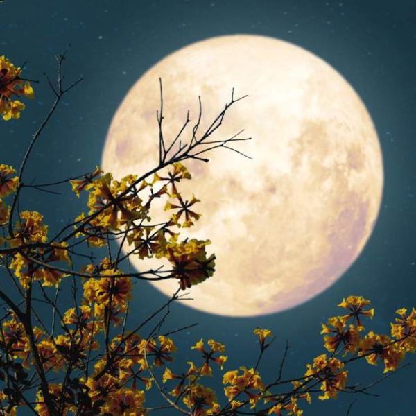 Doble fenómeno celestial; La Luna de Flores y Microluna brillarán este 12 de mayo