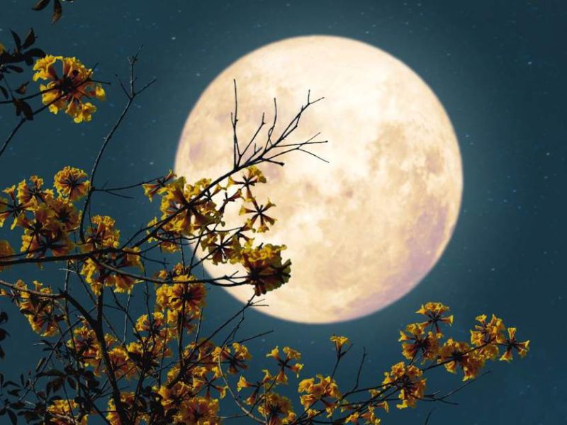 Doble fenómeno celestial; La Luna de Flores y Microluna brillarán este 12 de mayo