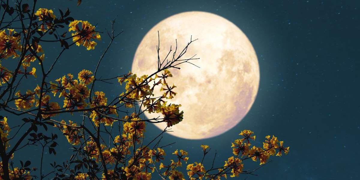 Doble fenómeno celestial; La Luna de Flores y Microluna brillarán este 12 de mayo