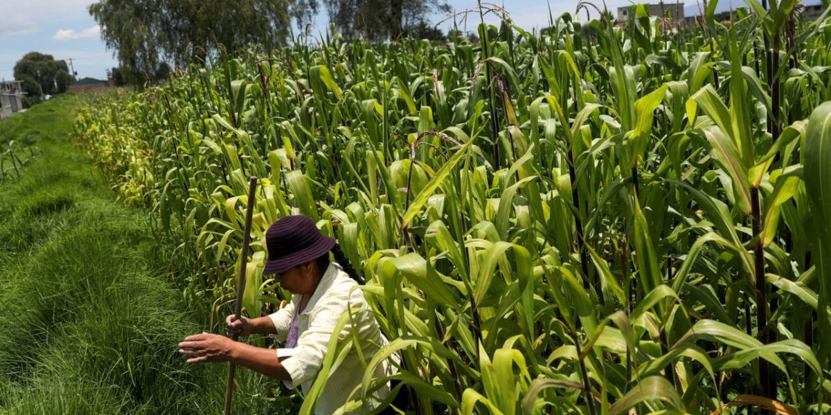 Gracias a ‘Sembrando Vida’ se proyecta una producción de 800 mil toneladas de maíz en 2024